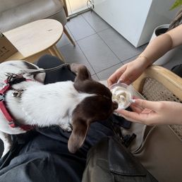 Frida loves Raina for the Pup Cup T-T