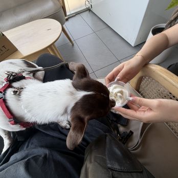 SYNT Coffee - Frida loves Raina for the Pup Cup T-T - Coffee & Tea Near Me - Los Angeles, California