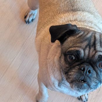 Cuppa Pug - Precious - Themed Cafes Near Me - Escondido, California