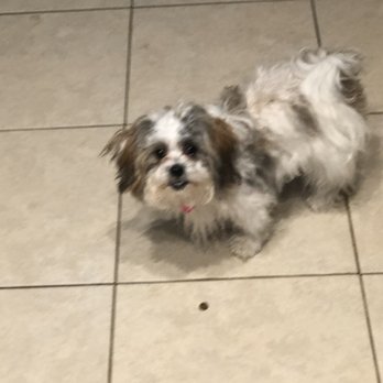 FURology Pet SPaw - Luna before picture - Pet Groomers Near Me - Santee, California