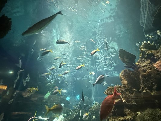 The Aquarium at Silverton Casino by null