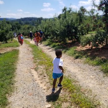 BJ Reece Orchards - Orchard - Fruits & Veggies Near Me - Ellijay, Georgia