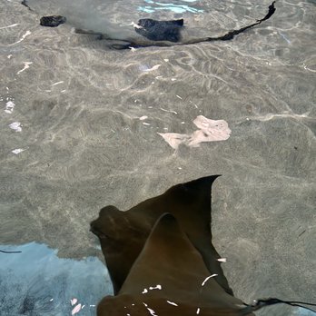 Stingray Reef - Aquariums Near Me - Kemah, Texas Stingray Reef - Aquariums Near Me - Kemah, Texas