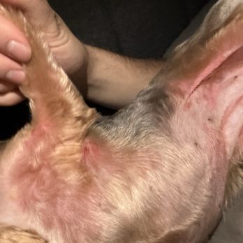 Petco - A cut under her little arm and redness around her under area - Pet Training Near Me - Waterbury, Connecticut Petco - A cut under her little arm and redness around her under area - Pet Training Near Me - Waterbury, Connecticut