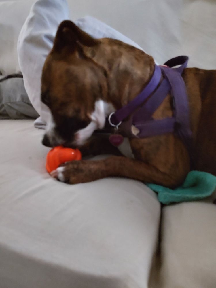 GOOD DOGGIE DAYCARE Updated August 2024 Request Information North