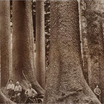 Stayton Builders Mart - a group of men standing in front of large trees - Building Supplies Near Me - Stayton, Oregon Stayton Builders Mart - a group of men standing in front of large trees - Building Supplies Near Me - Stayton, Oregon