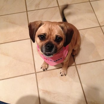 Camp Bow Wow - At home - Pet Sitting Near Me - Philadelphia, Pennsylvania Camp Bow Wow - At home - Pet Sitting Near Me - Philadelphia, Pennsylvania