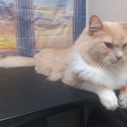 Professional Cat Grooming by Shawn