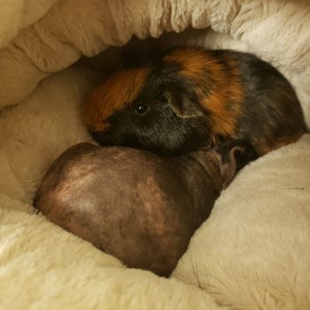 Amazon Animal Hospital - Precious baby boys - Veterinarians Near Me - Chula Vista, California Amazon Animal Hospital - Precious baby boys - Veterinarians Near Me - Chula Vista, California