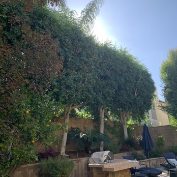 Environmental Green Tree Care - Ficus trees - Tree Services Near Me Environmental Green Tree Care - Ficus trees - Tree Services Near Me