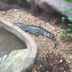 Krokodille Zoo