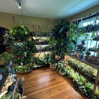 Lawrence & Clarke Cacti - Nurseries & Gardening Near Me - Nashville , Tennessee Lawrence & Clarke Cacti - Nurseries & Gardening Near Me - Nashville , Tennessee