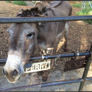 Barron Park Donkeys - Community Service/Non-Profit Near Me - Palo Alto, California Barron Park Donkeys - Community Service/Non-Profit Near Me - Palo Alto, California