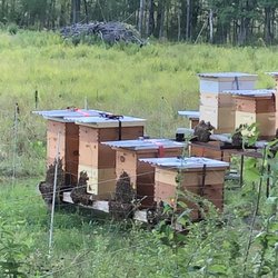 Knotty Bottom Farm - One of my apiaries.