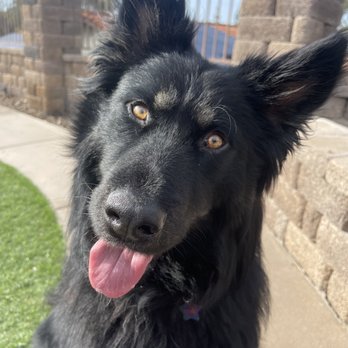 Pack Method Prep - Star - Pet Training Near Me - San Diego, California Pack Method Prep - Star - Pet Training Near Me - San Diego, California