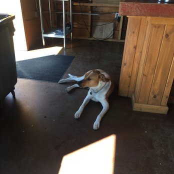 Skookum Brewery - Dog friendly!! Cute little resident doggy - Breweries Near Me - Arlington, Washington Skookum Brewery - Dog friendly!! Cute little resident doggy - Breweries Near Me - Arlington, Washington