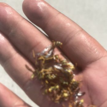 Critter Call Pest Control - Wasp nest - Pest Control Near Me
