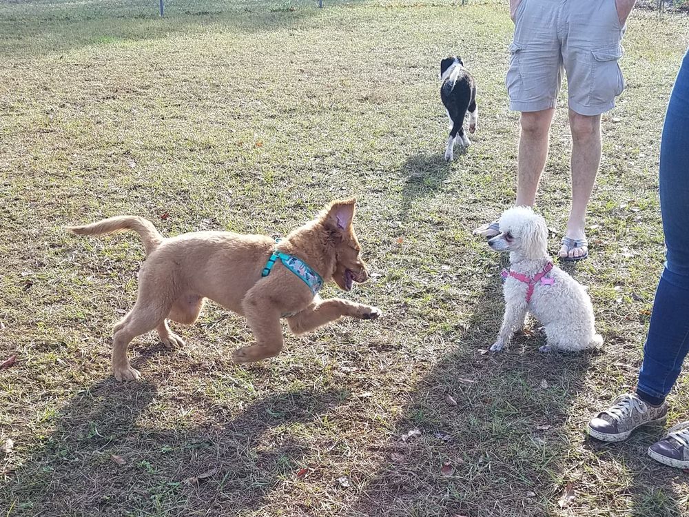 The Pet Impact Image