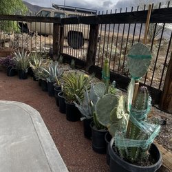 Silver Dollar Cactus Nursery - Waiting to be planted! Love my selection from Silver Dollar Cactus