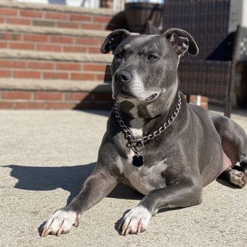 BluePearl Pet Hospital - My beautiful Duke - Veterinarians Near Me - Forest Hills, New York