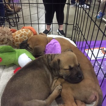 Bay Area Pet Expo - Pet Adoption Near Me - San Jose, California Bay Area Pet Expo - Pet Adoption Near Me - San Jose, California