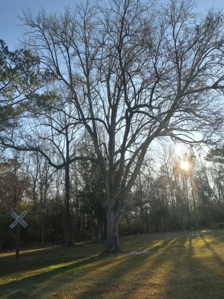 BAYOU BOYS SERVICES Port Arthur, Texas Tree Services Phone Number