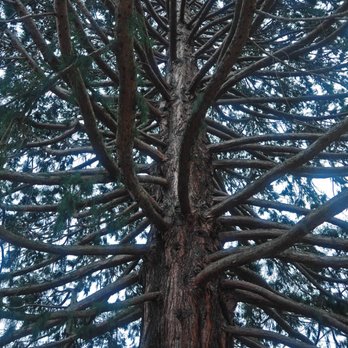 Queenstown Gardens - tree - Parks Near Me