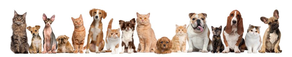 Central Pasco Vet Care Image
