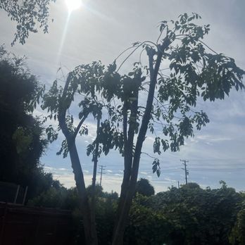 H & E Tree Service - Ash tree - Tree Services Near Me H & E Tree Service - Ash tree - Tree Services Near Me
