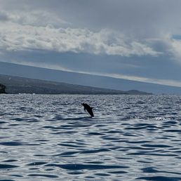 Nai'a (spinner dolphins)  in Kailua Bay