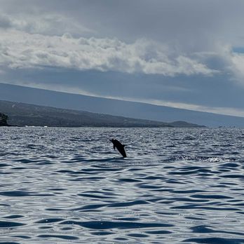 Kona Boys - Nai'a (spinner dolphins)  in Kailua Bay - Rafting/Kayaking Near Me - Kealakekua, Hawaii