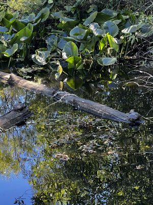 Tacoma Nature Center