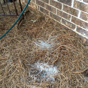 Flawless Painting - Paint dumped under pine straw right next to house (and we have pets) - Painters Near Me - Roswell, Georgia