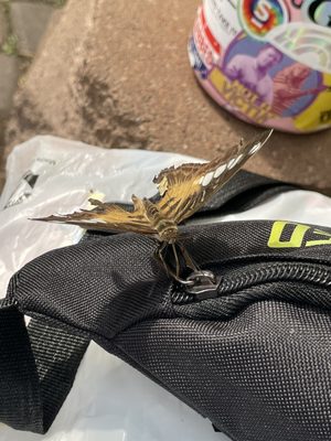 The Original Mackinac Island Butterfly House & Insect World by null