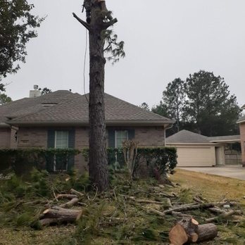 Moises Velasquez - a tree that has been cut down - Tree Services Near Me - Webster, Texas Moises Velasquez - a tree that has been cut down - Tree Services Near Me - Webster, Texas