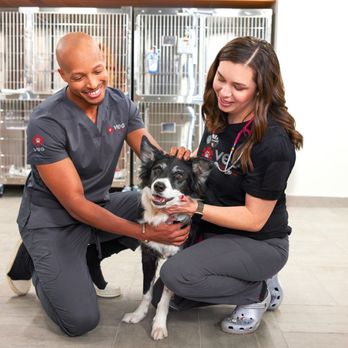 VEG ER for Pets - Happy dog with VEG vets - Emergency Pet Hospital Near Me - Commack, New York VEG ER for Pets - Happy dog with VEG vets - Emergency Pet Hospital Near Me - Commack, New York