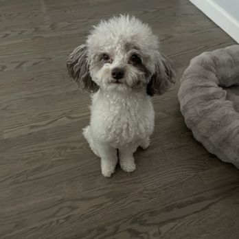 1. LUV 4 PUPS Pet Grooming