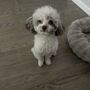 Photo of LUV 4 PUPS Pet Grooming