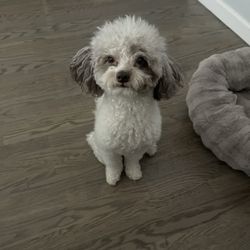 LUV 4 PUPS Pet Grooming - Dog
