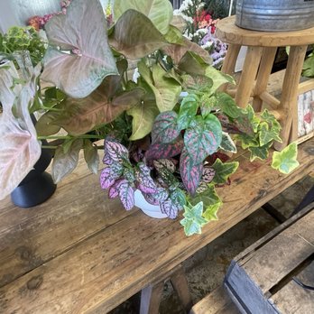 Classics Cafe & Flower Shop - Plants - Florists Near Me - Cypress, California Classics Cafe & Flower Shop - Plants - Florists Near Me - Cypress, California