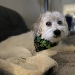 Laralea's Dog Spa - Ziggy