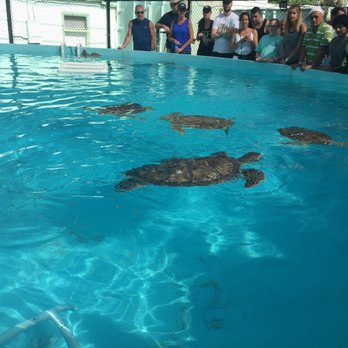 The Turtle Hospital - Turtles in their rehab tanks - Veterinarians Near Me - Marathon, Florida The Turtle Hospital - Turtles in their rehab tanks - Veterinarians Near Me - Marathon, Florida