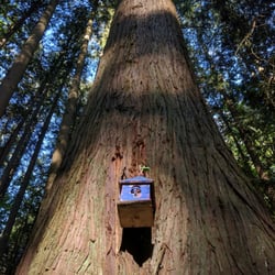 Redwood Park - Probably one of the most epic parts of the park are the small fairy houses designed and placed by a nearby school with their children