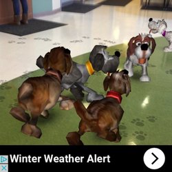 South Cove Community Health - DogsFree app