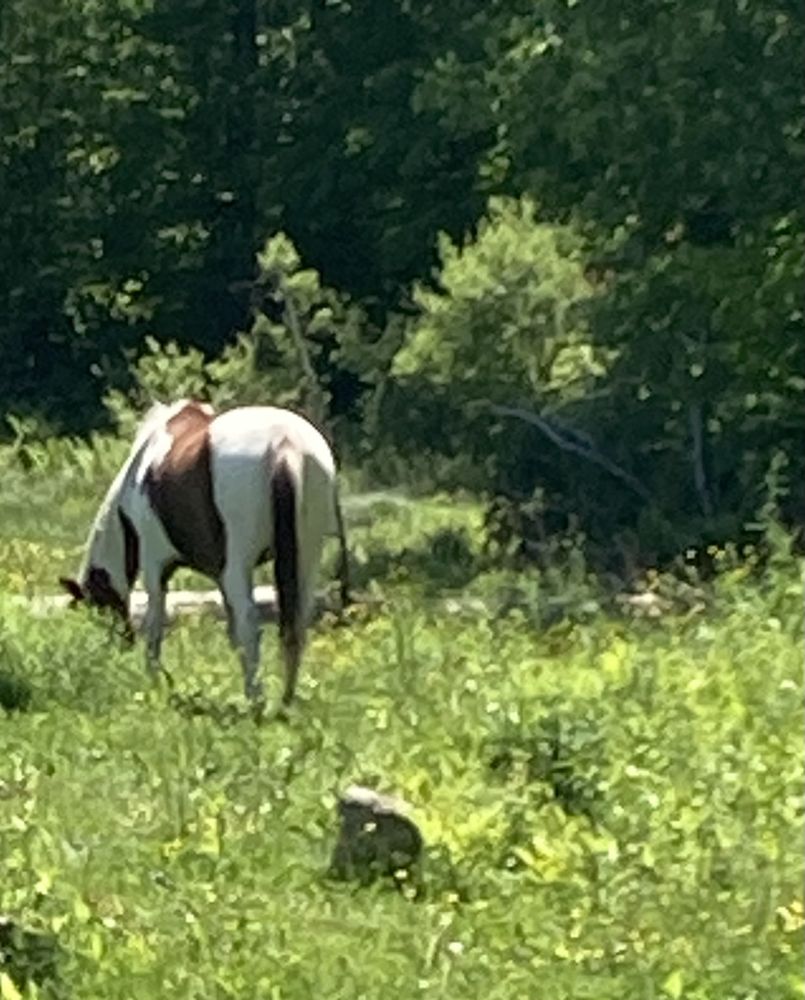 HEATHER’S PET SITTING HAVEN Updated July 2024 Request Information Plaistow, New Hampshire