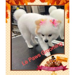 Eldorado Pet Grooming