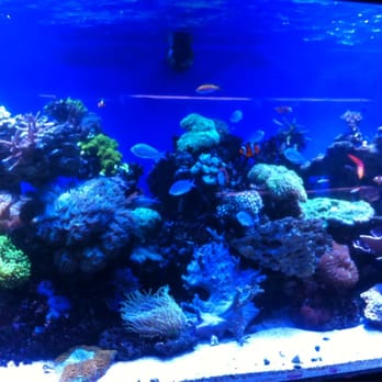 King Aquarium - Pet Stores Near Me - San Jose, California