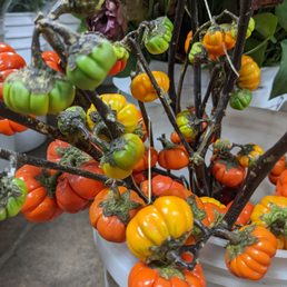 Mini pumpkins on a stem Mini pumpkins on a stem
