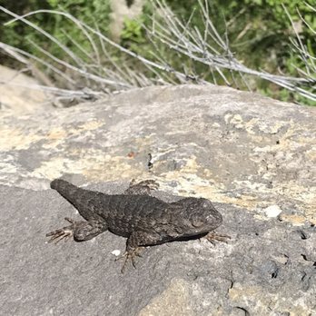 City of Bend - Look who I got to visit with on my hike up the Deschutes River Trail! - Municipality Near Me - Bend, Oregon