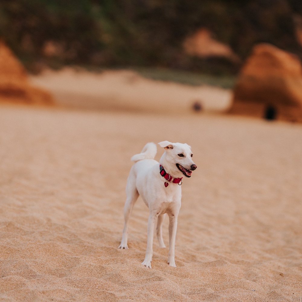 A Better Chance Rescue - Please beware, it was only after substantial time bonding (honestly at least 18 months) that she was allowed off leash at the dog beach. - Pet Adoption Near Me